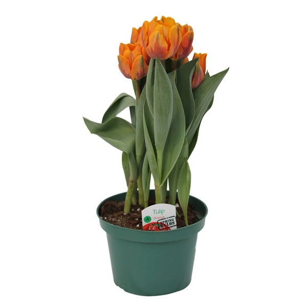 V-Tulip