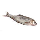 Caspian kutum (Mahi Sefid) fish