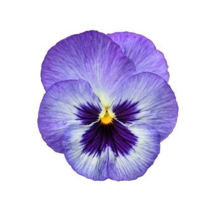کوکی نوروزی گل بنفشه