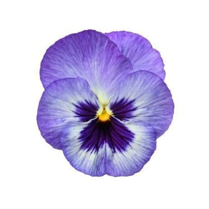 کوکی نوروزی گل بنفشه