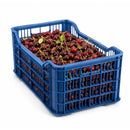 Sour Cherry, 6lb ( Basket Grade