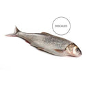 ماهی سفید Whole & Descaled (2lb-2.3lb)